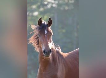 American Morgen Horse, Yegua, 4 años, 152 cm, Castaño