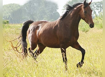 American Morgen Horse, Yegua, 4 años, 157 cm, Castaño