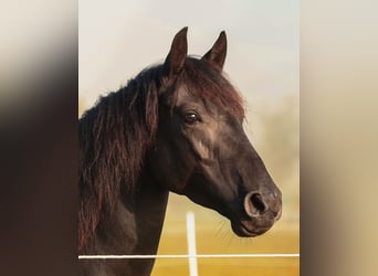American Morgen Horse, Yegua, 6 años, 145 cm, Negro