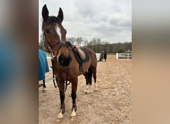 American Morgen Horse Mestizo, Yegua, 6 años, 60 cm, Castaño