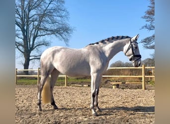 American Morgen Horse, Yegua, 6 años, 60 cm, White/Blanco