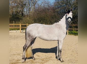 American Morgen Horse, Yegua, 6 años, 60 cm, White/Blanco