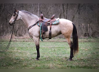 American Morgen Horse, Yegua, 7 años, 152 cm, Buckskin/Bayo