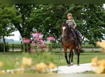 American Morgen Horse, Yegua, 7 años, 155 cm, Castaño rojizo