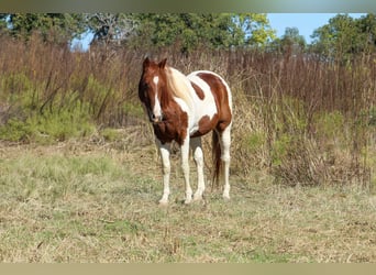 American Paint Horse, Caballo castrado, 10 años, 142 cm, Tobiano-todas las-capas