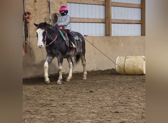American Paint Horse, Caballo castrado, 10 años, 145 cm, Ruano azulado