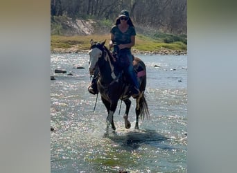 American Paint Horse, Caballo castrado, 10 años, 147 cm, Castaño rojizo