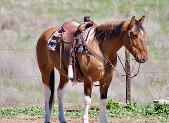 American Paint Horse, Caballo castrado, 10 años, 147 cm, Tobiano-todas las-capas