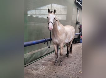 American Paint Horse Mestizo, Caballo castrado, 10 años, 148 cm, Buckskin/Bayo