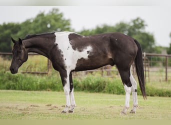 American Paint Horse, Caballo castrado, 10 años, 152 cm, Pío