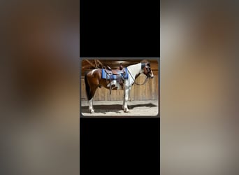American Paint Horse, Caballo castrado, 10 años, 152 cm, Tobiano-todas las-capas