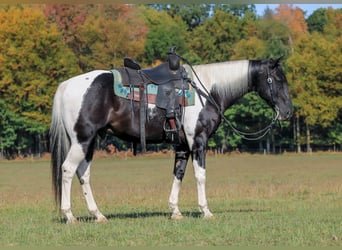 American Paint Horse, Caballo castrado, 10 años, 155 cm, Pío