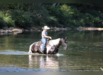 American Paint Horse, Caballo castrado, 10 años, 155 cm, Pío