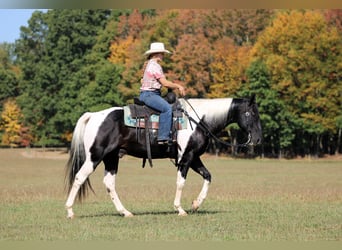 American Paint Horse, Caballo castrado, 10 años, 155 cm, Pío