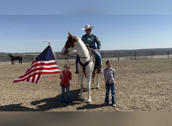 American Paint Horse, Caballo castrado, 10 años, 157 cm, Tobiano-todas las-capas