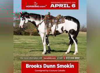 American Paint Horse, Caballo castrado, 10 años, 160 cm, Pío