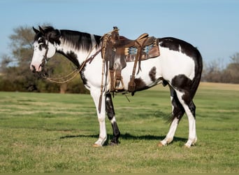 American Paint Horse, Caballo castrado, 10 años, 160 cm, Pío