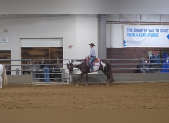 American Paint Horse, Caballo castrado, 10 años, 163 cm, Alazán-tostado