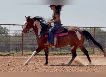 American Paint Horse, Caballo castrado, 10 años, Pío