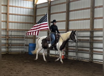 American Paint Horse, Caballo castrado, 10 años, Pío