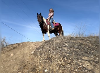 American Paint Horse, Caballo castrado, 11 años, 142 cm, Tobiano-todas las-capas