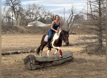 American Paint Horse, Caballo castrado, 11 años, 142 cm, Tobiano-todas las-capas