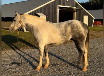American Paint Horse, Caballo castrado, 11 años, 142 cm, Tordo