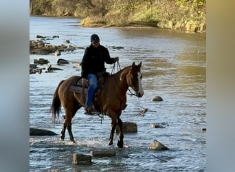 American Paint Horse, Caballo castrado, 11 años, 147 cm, Bayo