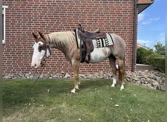 American Paint Horse, Caballo castrado, 11 años, 150 cm
