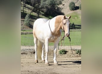 American Paint Horse, Caballo castrado, 11 años, 150 cm, Tobiano-todas las-capas