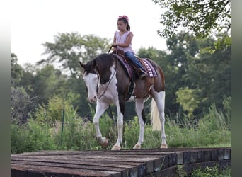American Paint Horse, Caballo castrado, 11 años, 152 cm, Overo-todas las-capas