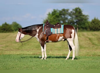 American Paint Horse, Caballo castrado, 11 años, 152 cm, Overo-todas las-capas