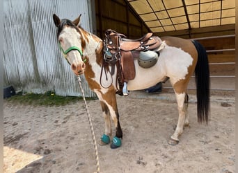 American Paint Horse Mestizo, Caballo castrado, 11 años, 152 cm, Pío