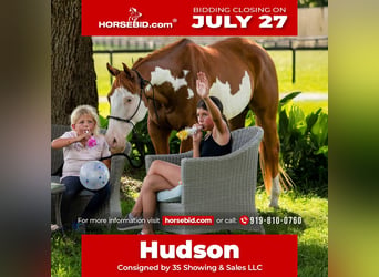 American Paint Horse, Caballo castrado, 11 años, 152 cm, Pío