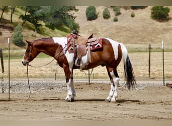 American Paint Horse, Caballo castrado, 11 años, 152 cm, Tobiano-todas las-capas