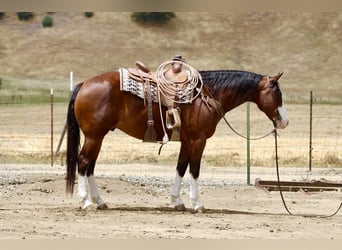 American Paint Horse, Caballo castrado, 11 años, 152 cm, Tobiano-todas las-capas