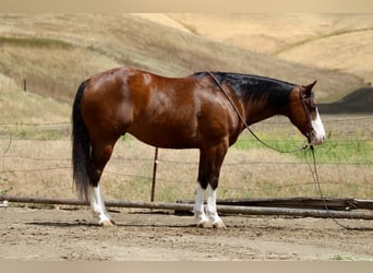 American Paint Horse, Caballo castrado, 11 años, 152 cm, Tobiano-todas las-capas