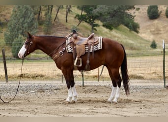 American Paint Horse, Caballo castrado, 11 años, 152 cm, Tobiano-todas las-capas