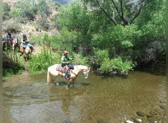 American Paint Horse, Caballo castrado, 11 años, 155 cm, Palomino