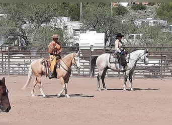 American Paint Horse, Caballo castrado, 11 años, 155 cm, Palomino