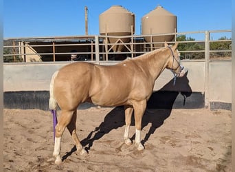 American Paint Horse, Caballo castrado, 11 años, 155 cm, Palomino