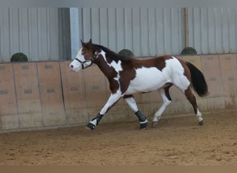 American Paint Horse, Caballo castrado, 11 años, 155 cm, Pío
