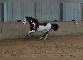 American Paint Horse, Caballo castrado, 11 años, 155 cm, Pío