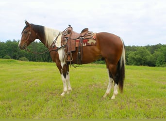 American Paint Horse, Caballo castrado, 11 años, 157 cm, Tobiano-todas las-capas