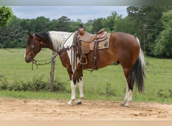 American Paint Horse, Caballo castrado, 11 años, 157 cm, Tobiano-todas las-capas