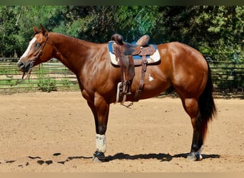American Paint Horse, Caballo castrado, 11 años, 168 cm, Castaño rojizo
