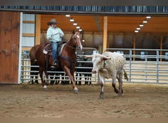 American Paint Horse, Caballo castrado, 11 años, Alazán rojizo