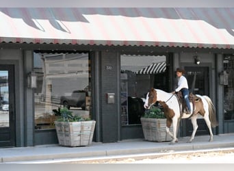 American Paint Horse, Caballo castrado, 11 años, Pío