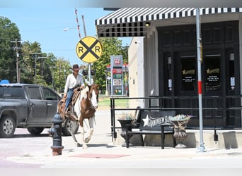 American Paint Horse, Caballo castrado, 11 años, Pío
