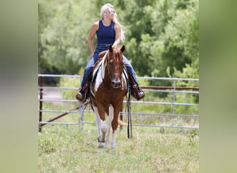 American Paint Horse, Caballo castrado, 11 años, Pío